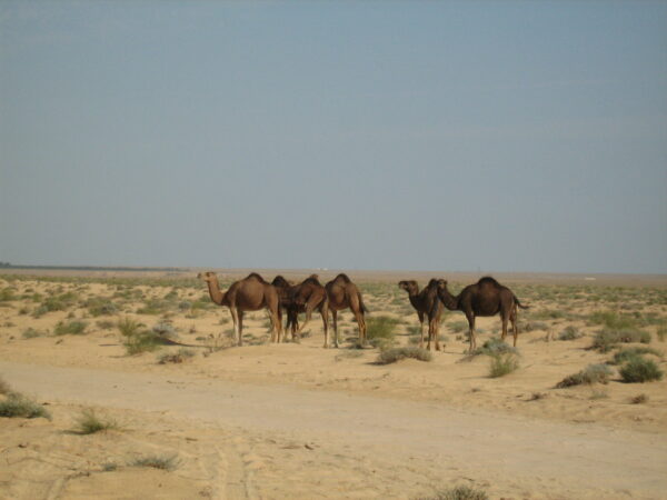 Tunisia Grande Sud - immagine 30