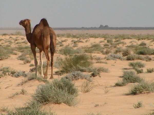 Tunisia Grande Sud - immagine 13